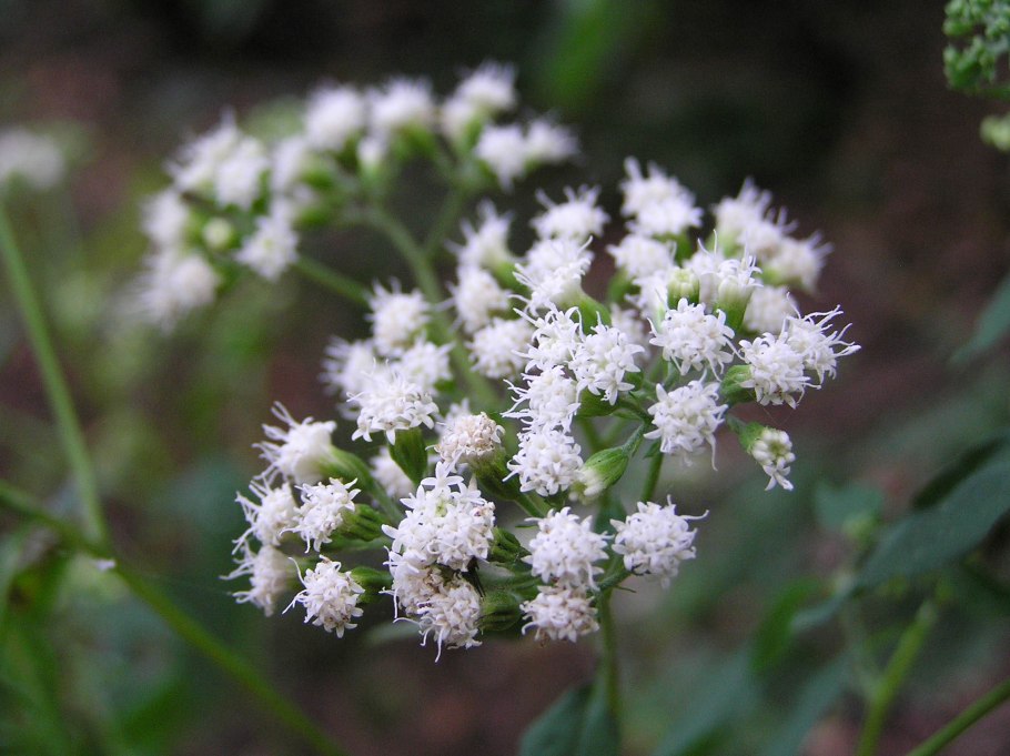 Ageratina azangaroense