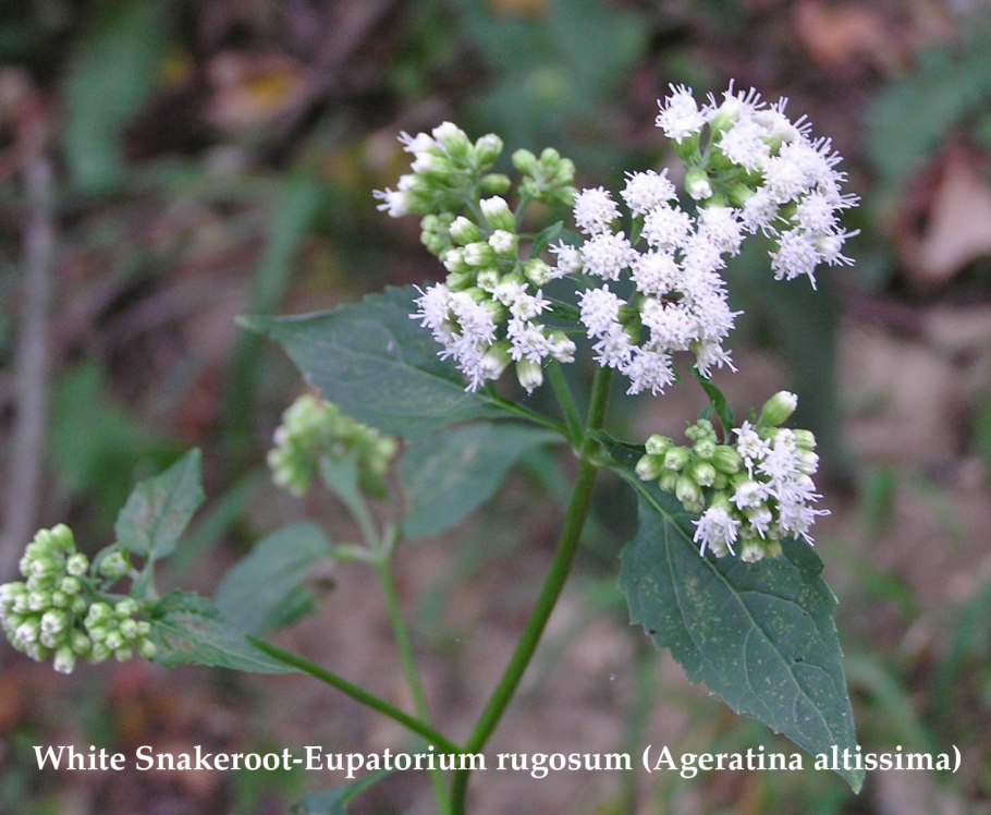 Ageratina occidentalis