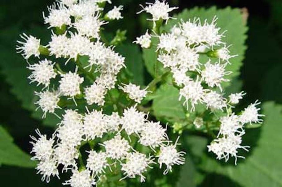 Агератина высочайшая