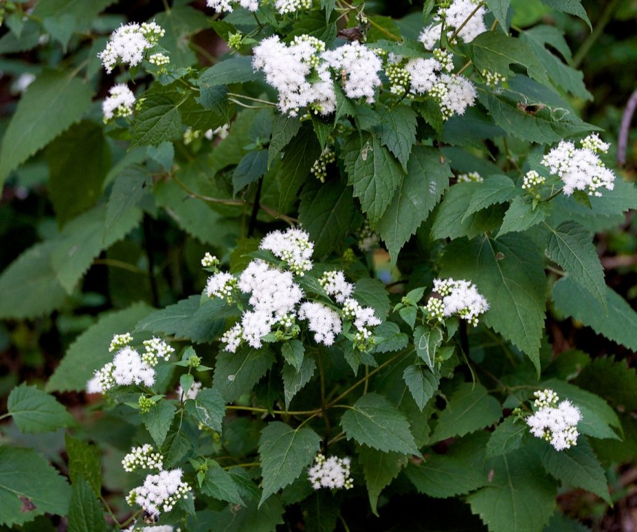 Ageratina occidentalis
