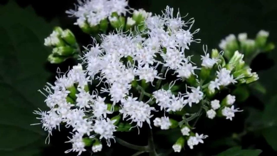 Ageratina occidentalis