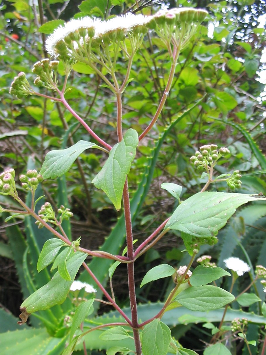 Eupatorium adenophorum