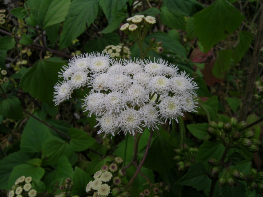 Посконник морщинистый белый