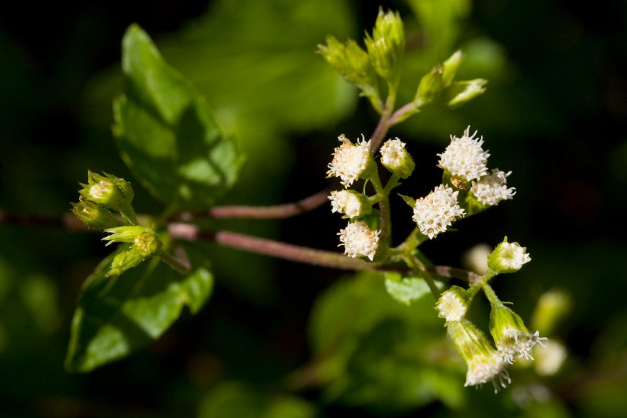 Ageratina Adenophora