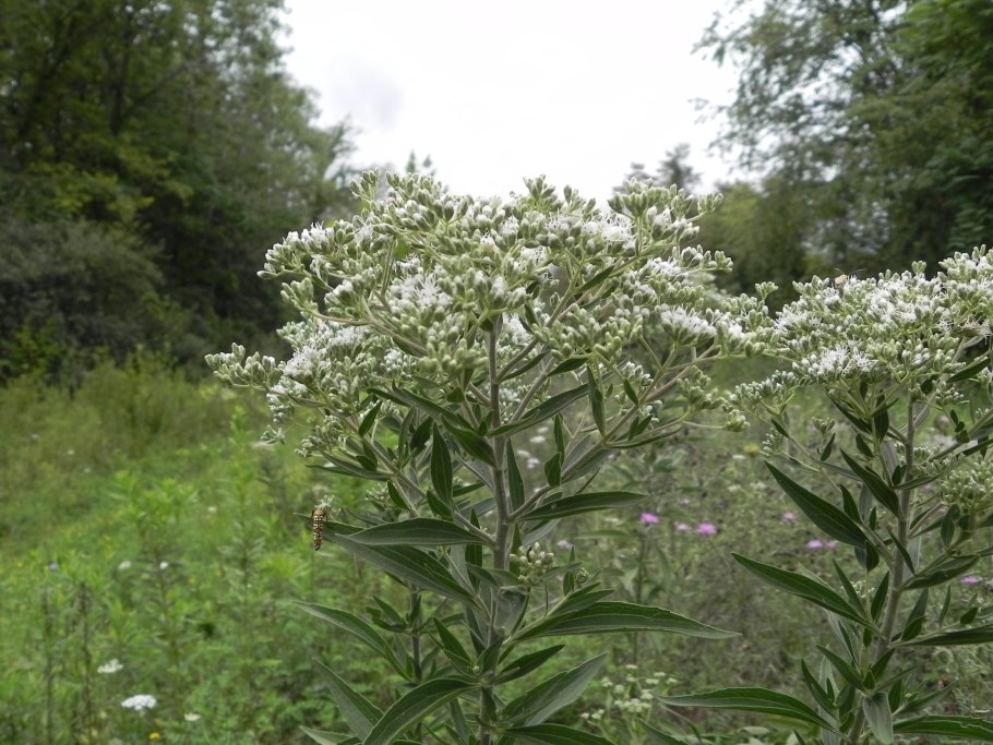Агератина высочайшая