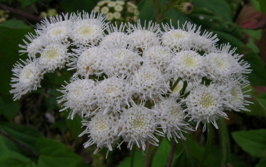 Агератум хоустона белый