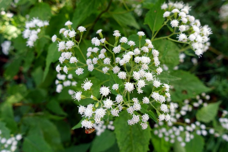 Ageratina Adenophora