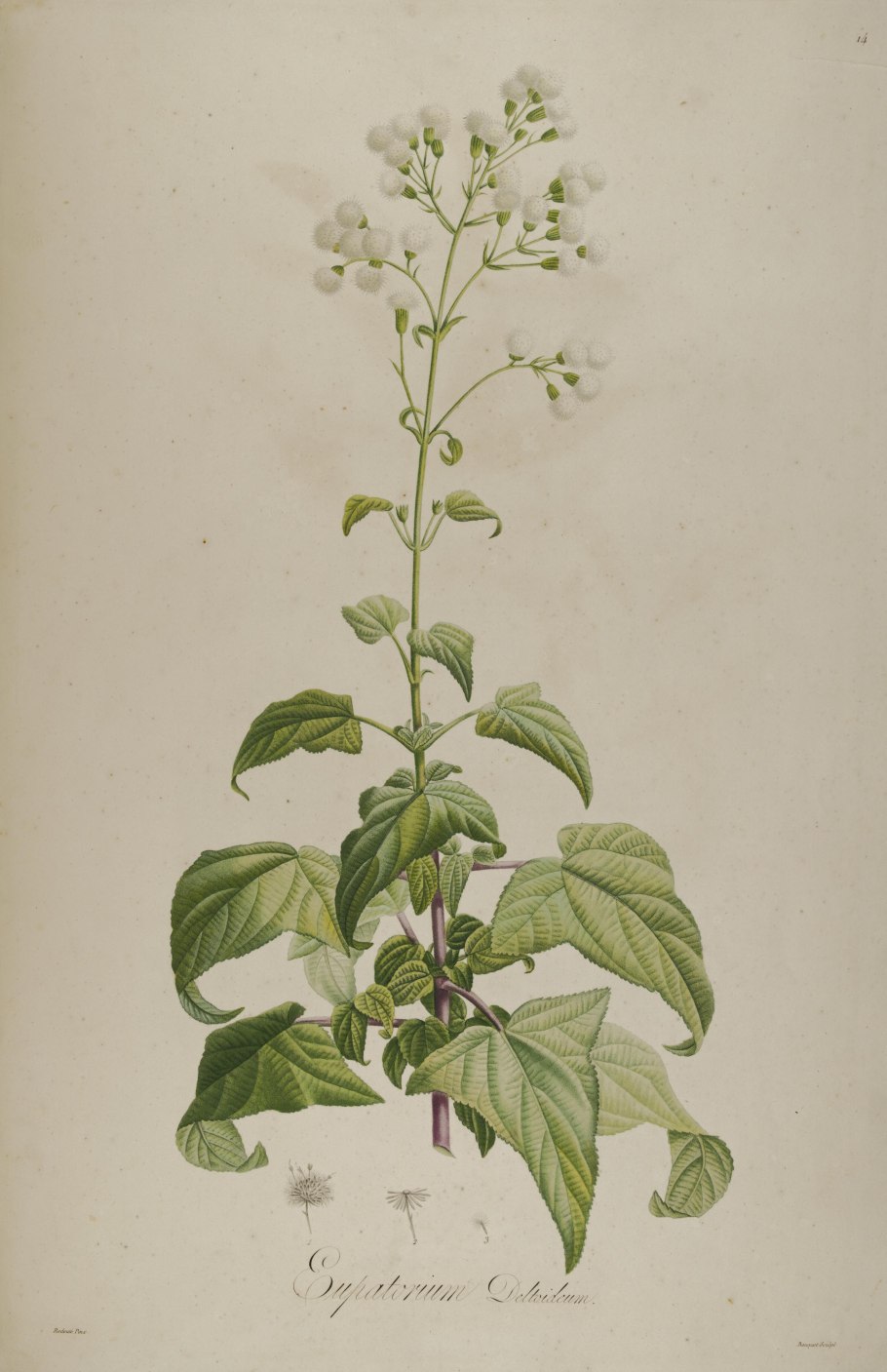 Ageratina Adenophora