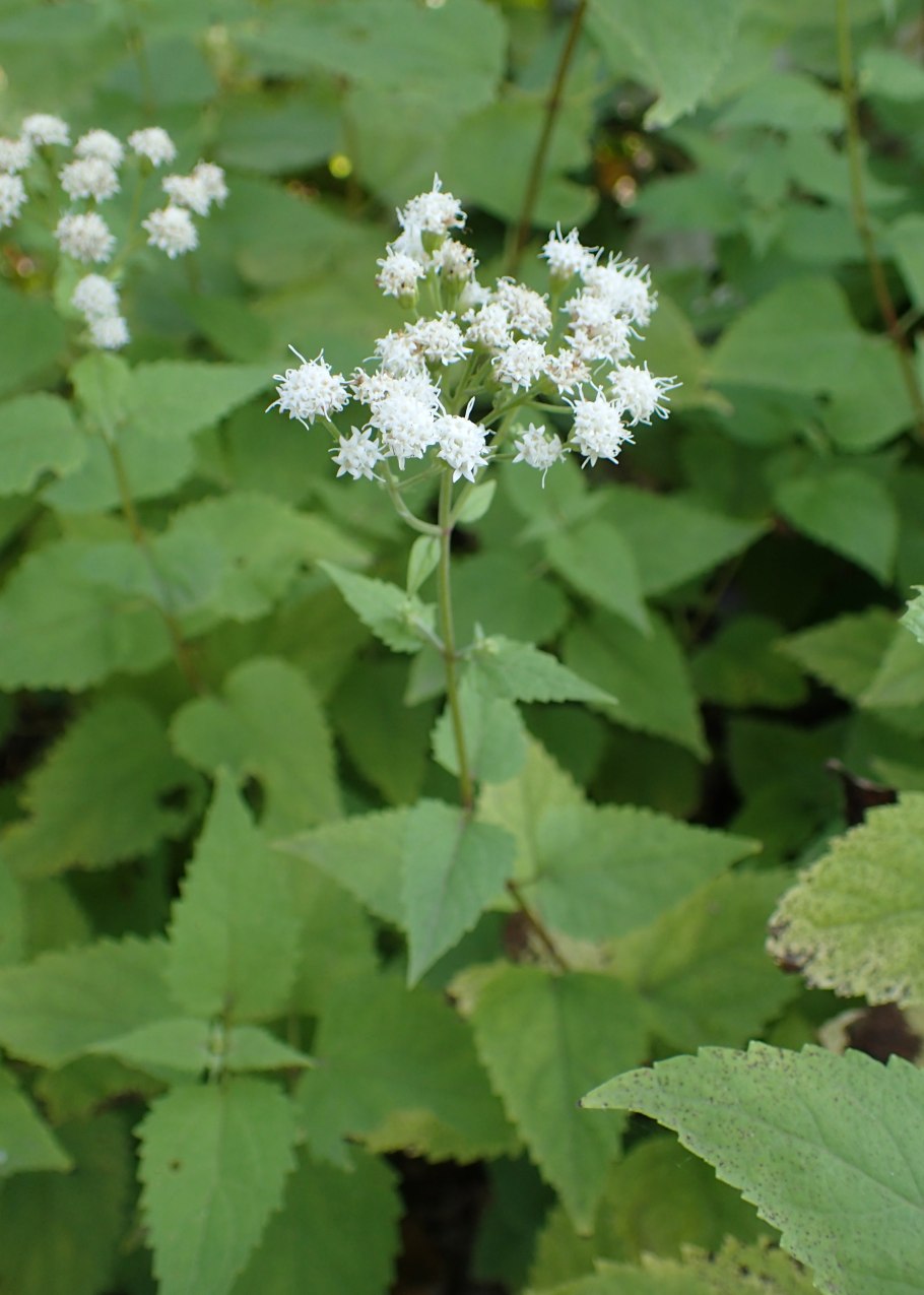 Ageratina altissima