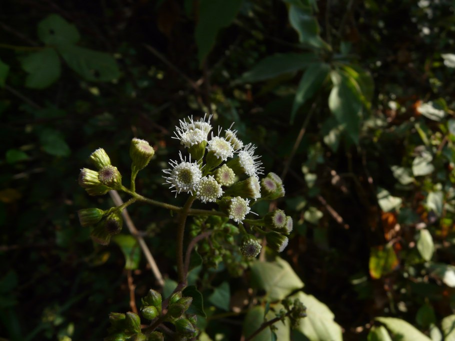 Ageratina occidentalis