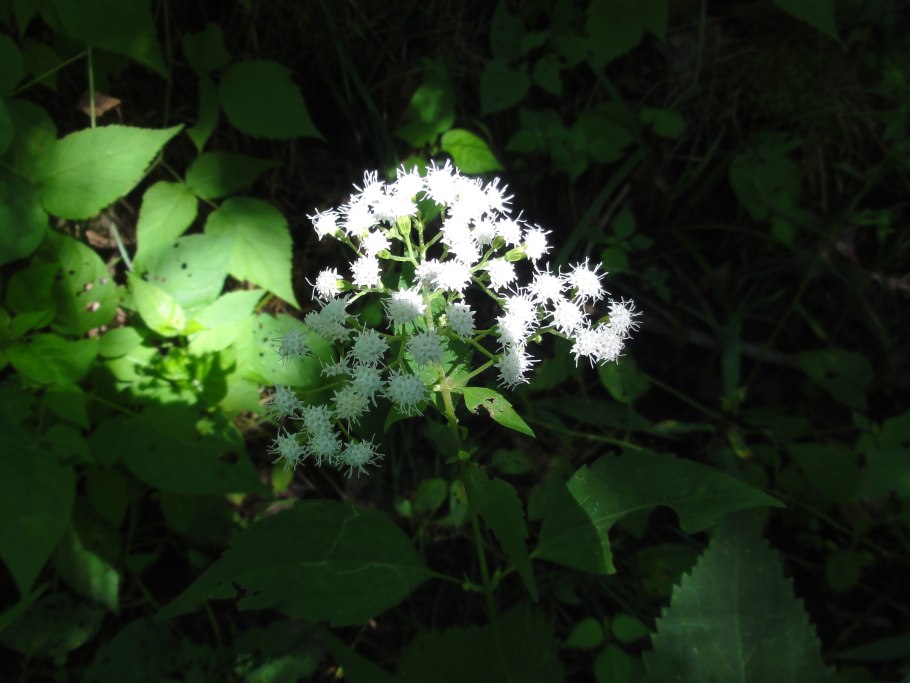 Агератина высочайшая ядовитое растение