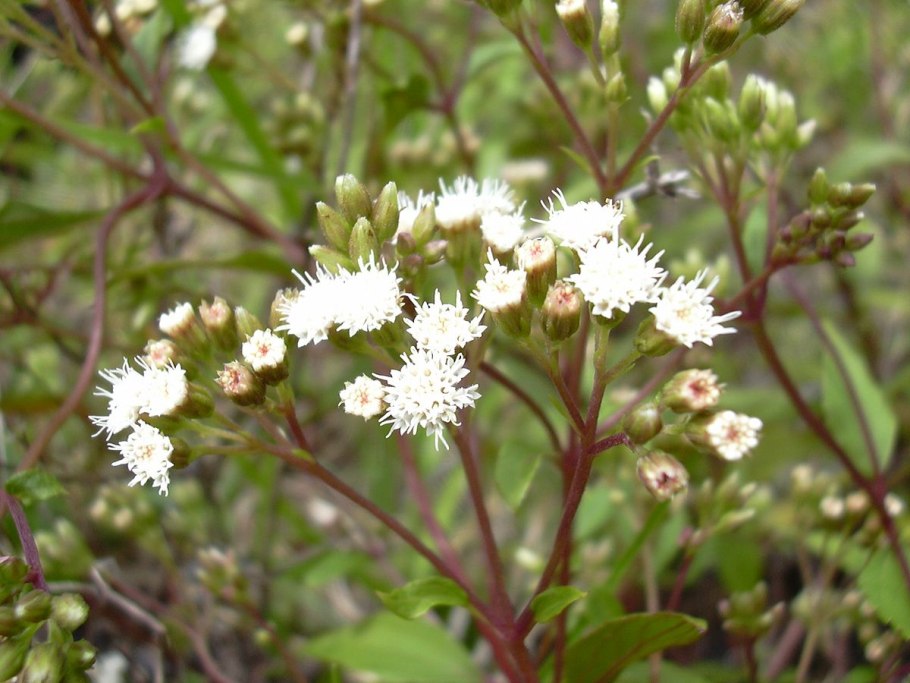 Ageratina riparia