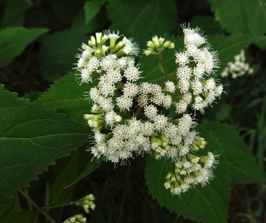 Ageratina altissima