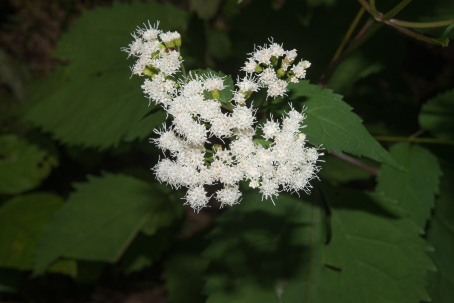 Ageratina occidentalis