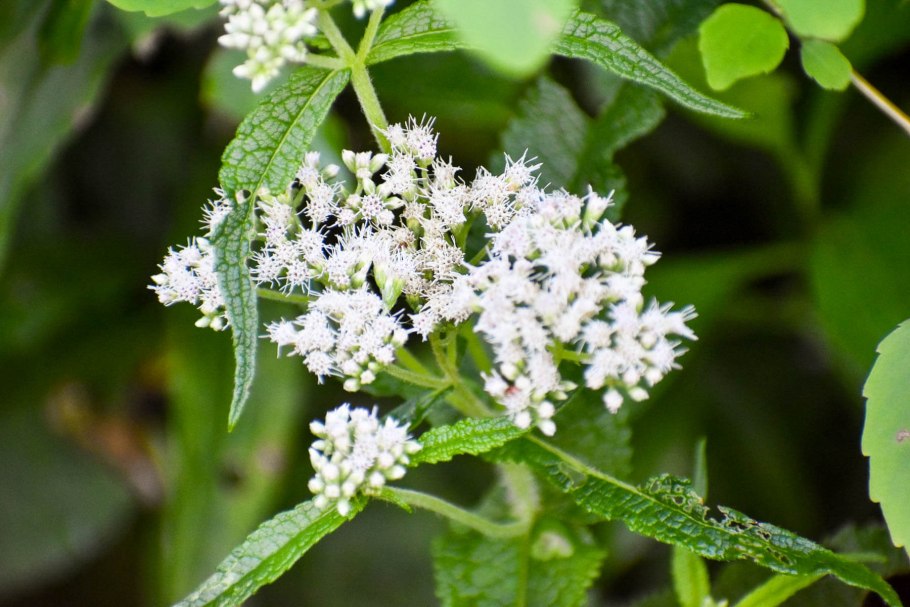 Ageratina havanensis