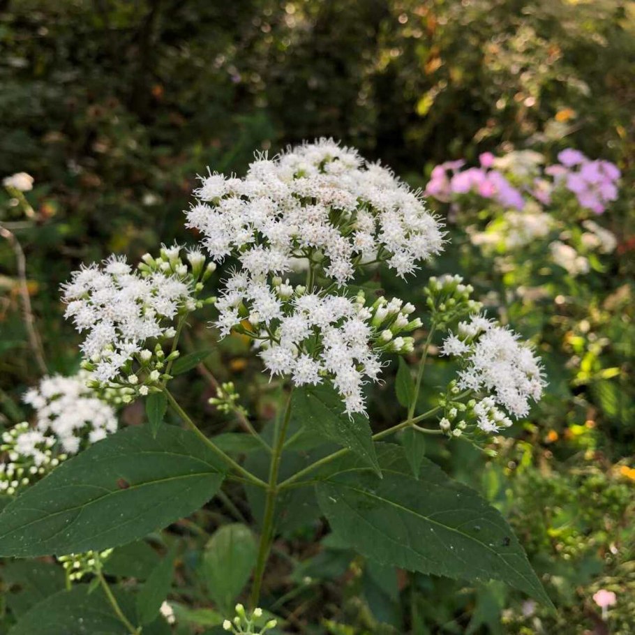 Eupatorium perfoliatum