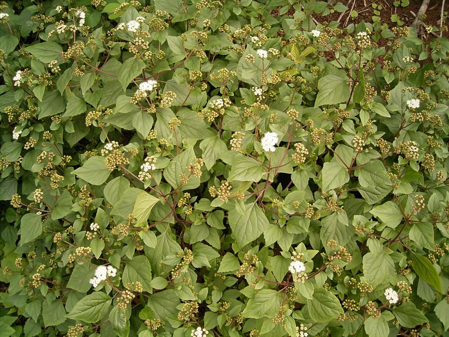 Ageratina adenophora
