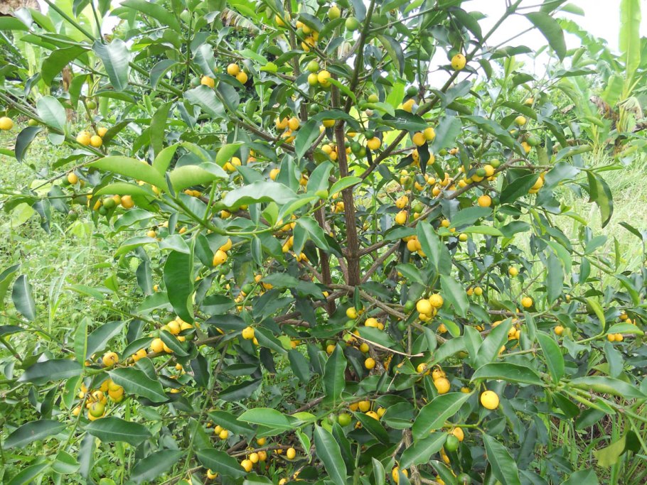 Индийская (Garcinia Indica)