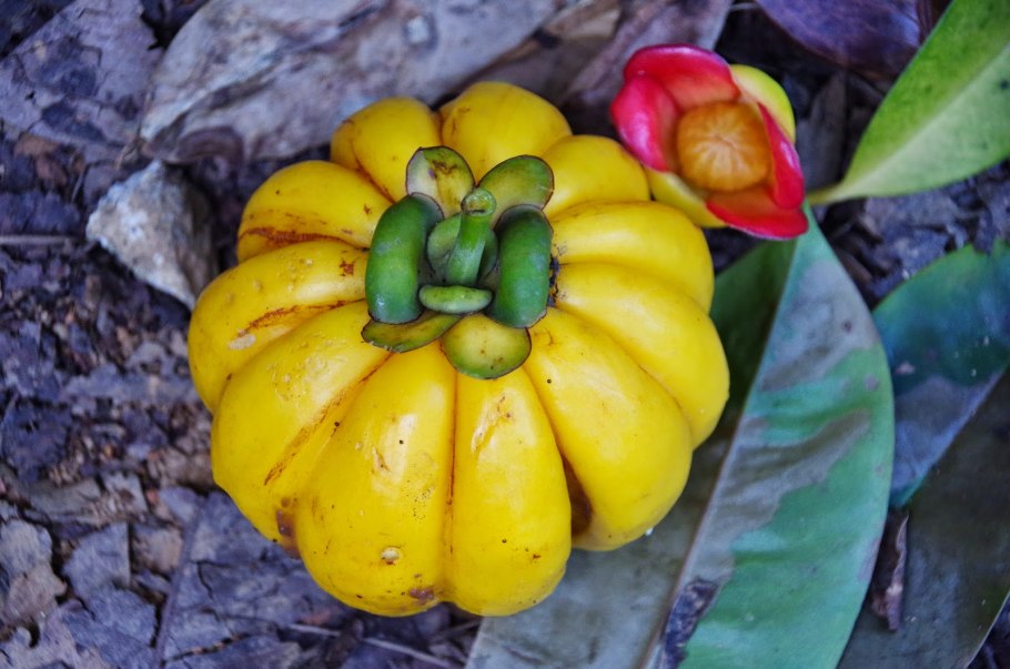 Гарциния камбоджийская фрукт