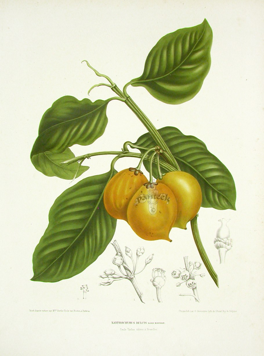 Garcinia Dulcis