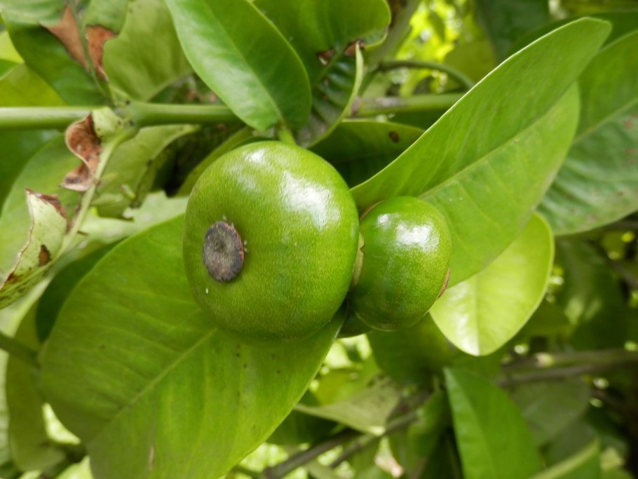 Гарциния клипарт