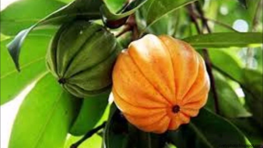 Гарциния Камбоджа