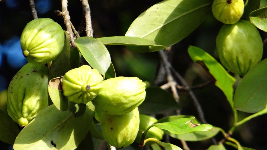 Гарциния камбоджийская