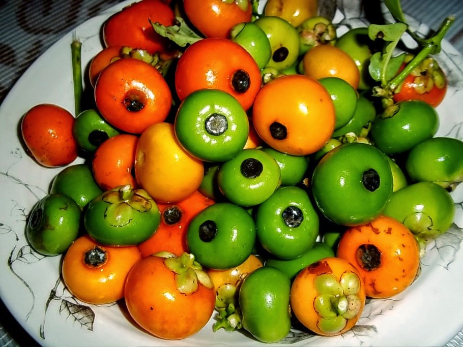 Прейна (Garcinia Preyna)