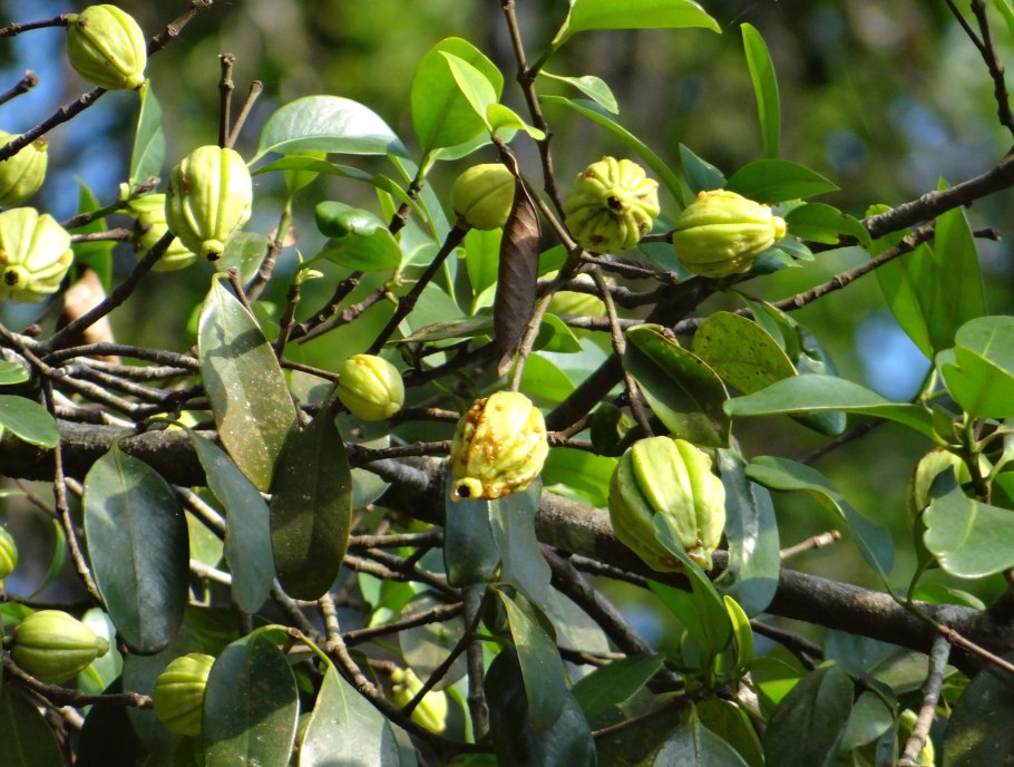 Garcinia Cambogia