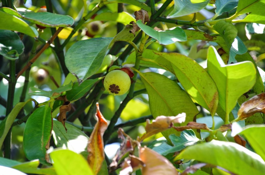 Компассия малаккская плоды