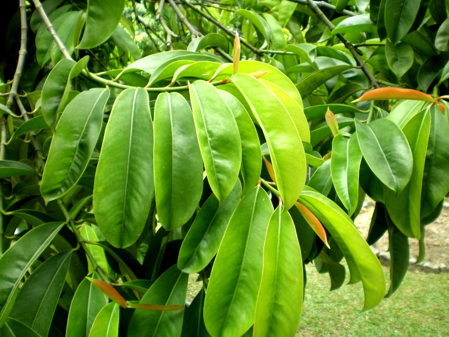 Garcinia atroviridis