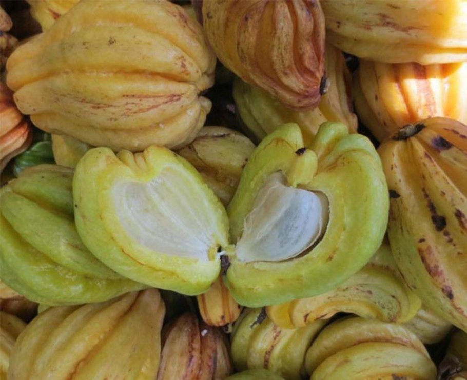 Garcinia gummi gutta