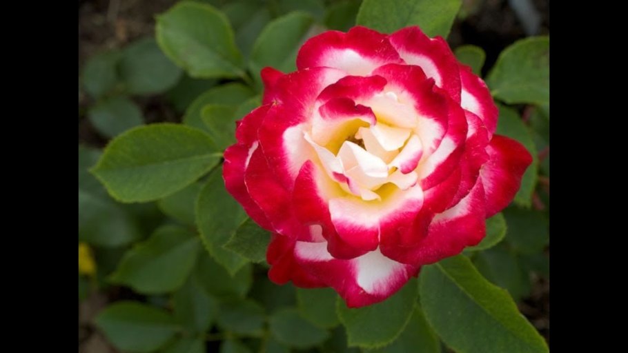 Эссель де ла Мари