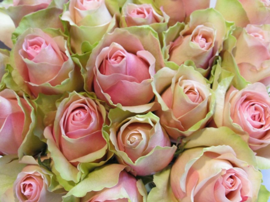 Elegance francaise роза