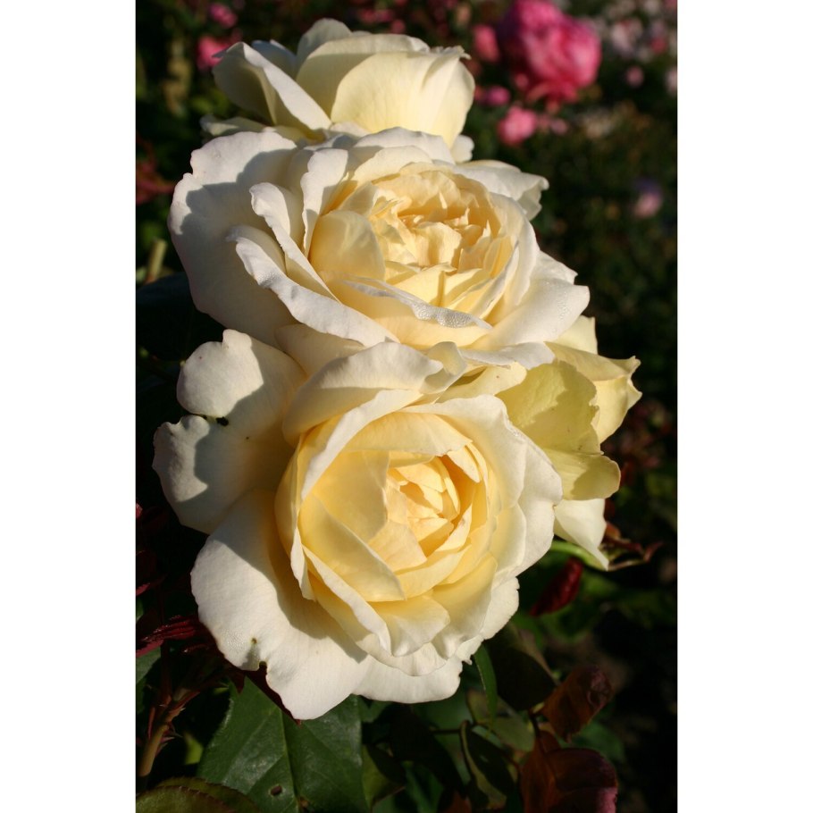 Итальянская роза