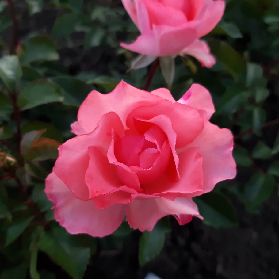 Роза Тиль Уленшпигель