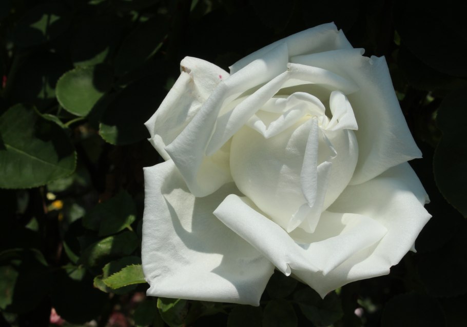 Фрау карл друшки роза