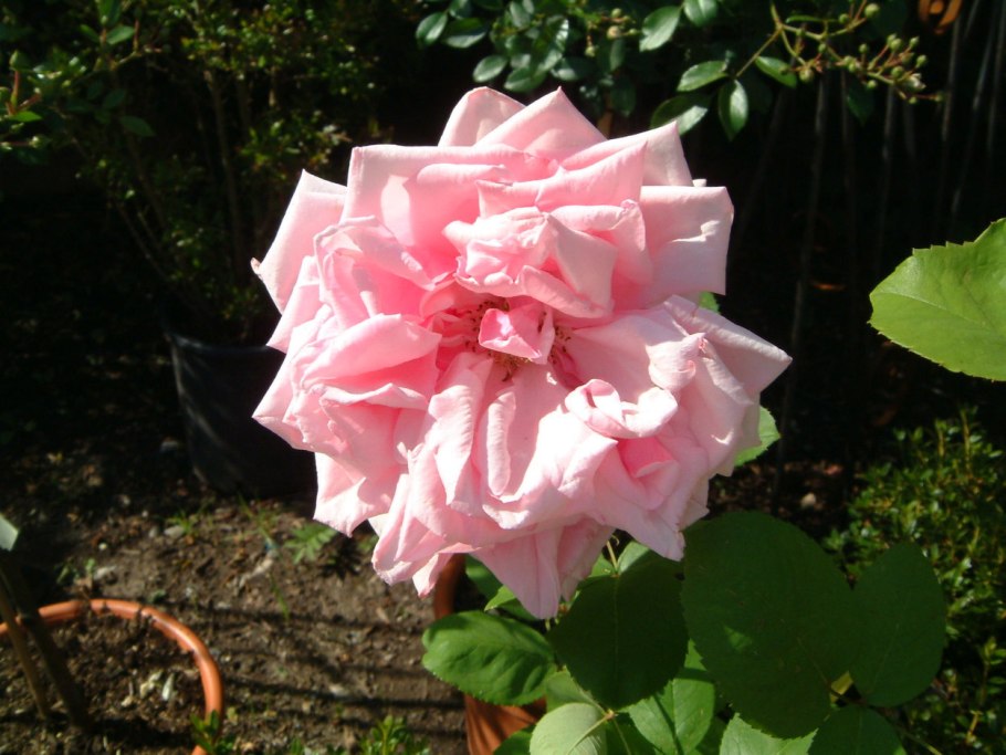 Роза ла Франсе