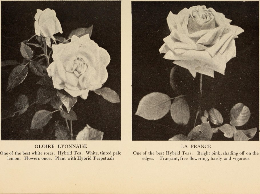 Роза Ист Вояджер