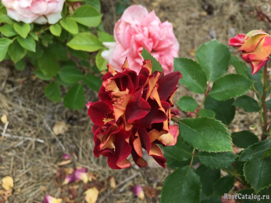 Роза перд де ронасааль