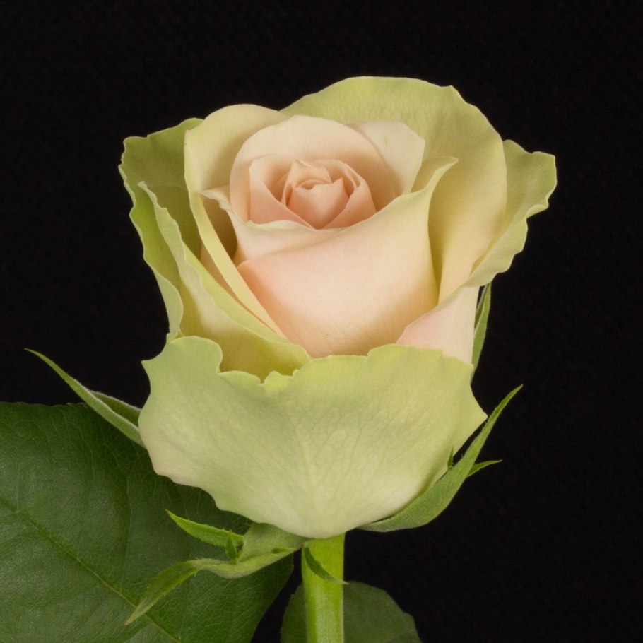 Розалинда роза Остина