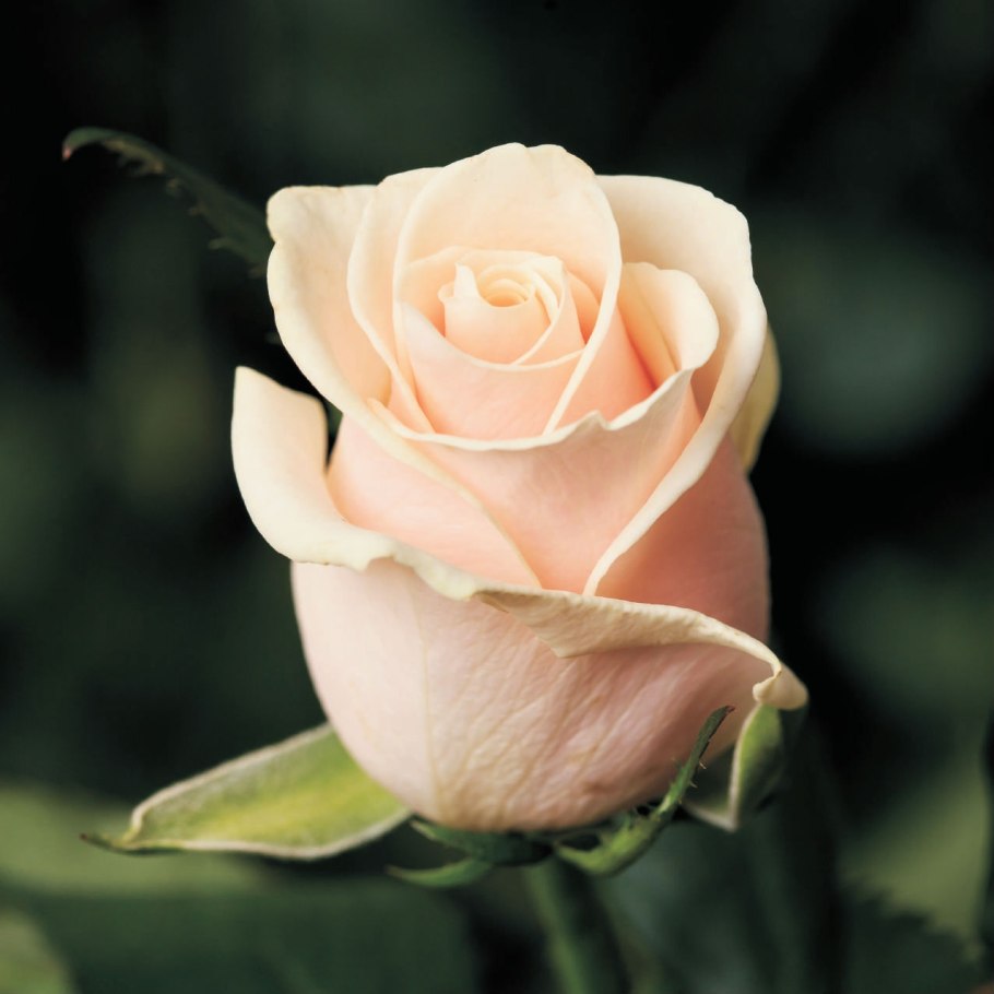 Роза ла Перла