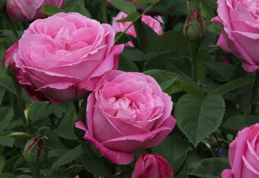 Роза сорт Louis Francia