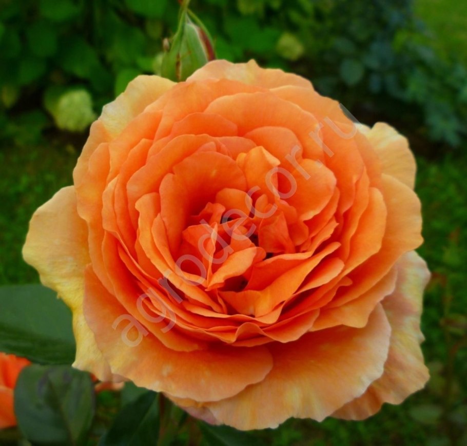 Роза Institut lumiere