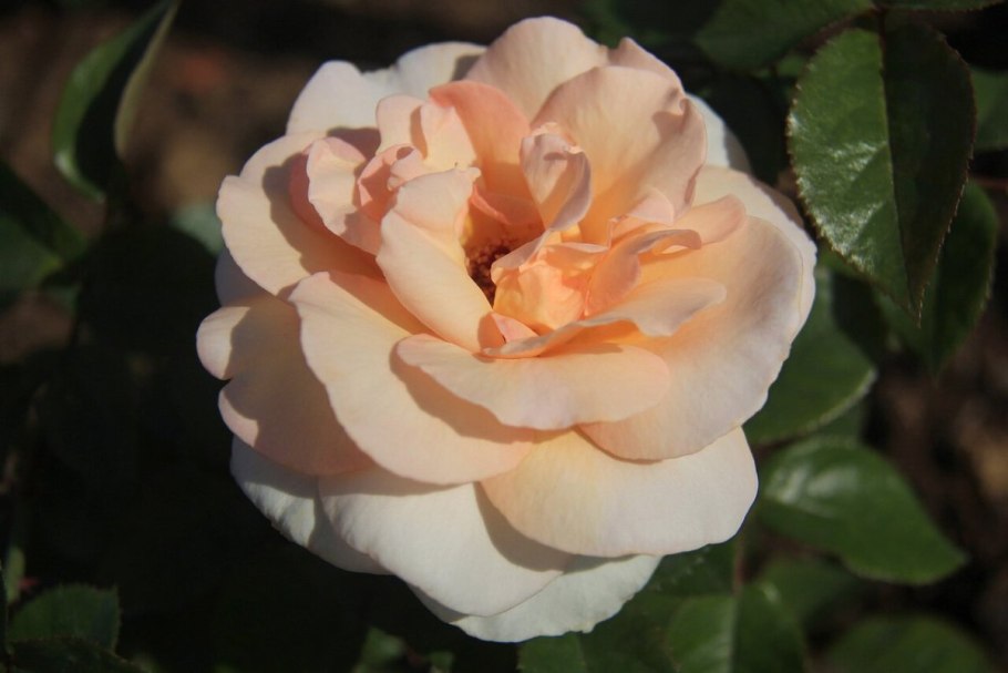 Роза ла Бель