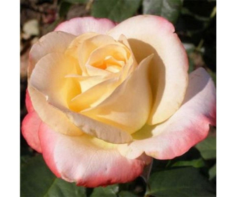 Старинные открытки с розами