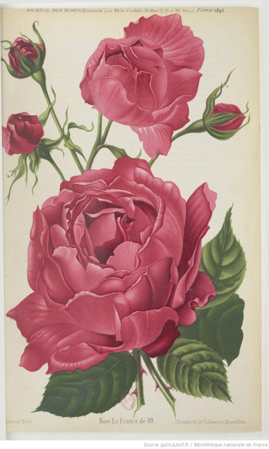 Роза чайно-гибридная ла Бель