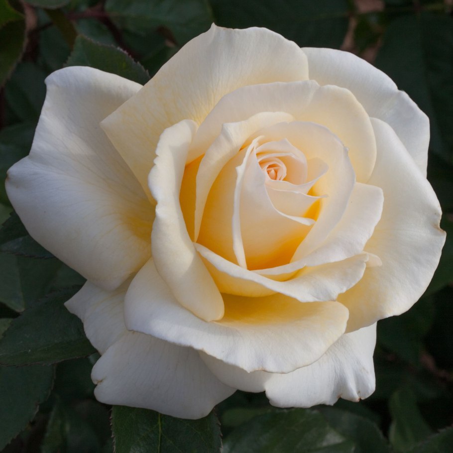 Роза амбассадор