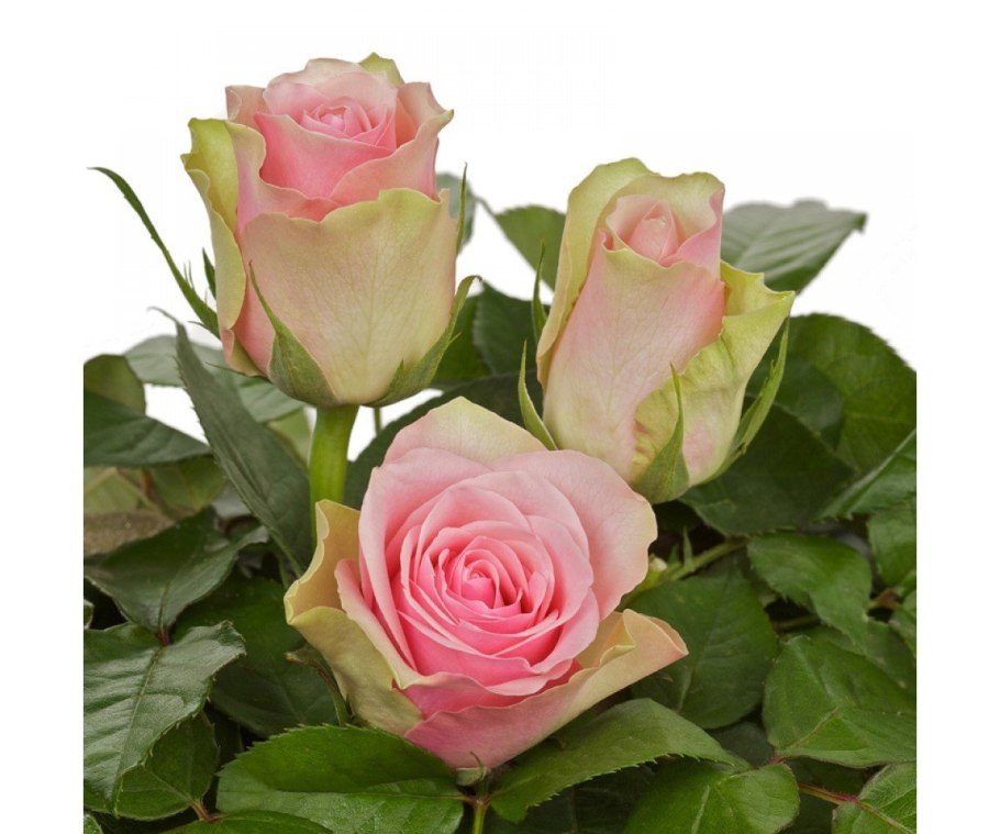 Роза чайно гибридная белла вита