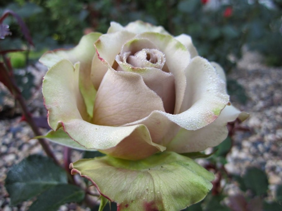 Винтажная иллюстрация роза Франция